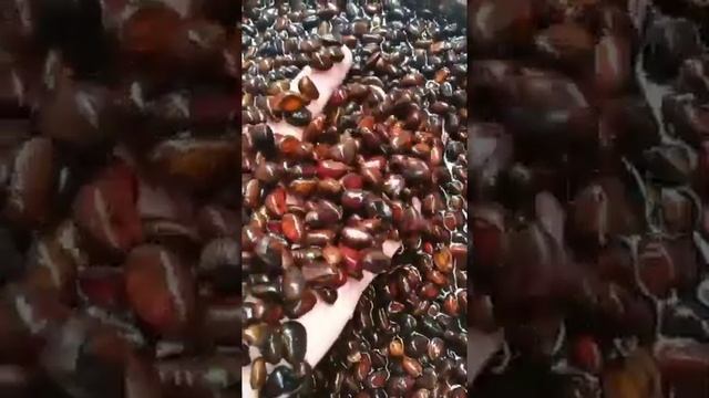 Кедровое масло-самое свежее ,самое пролезное и самое вкусное масло в мире! смотреть онлайн