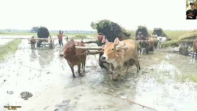 РАБОТА БЫКАМИ В РАЗНЫХ СТРАНАХ МИРА #1 / WORKING BY BUFFALO IN DIFFERENT COUNTRIES OF THE WORLD смотреть онлайн