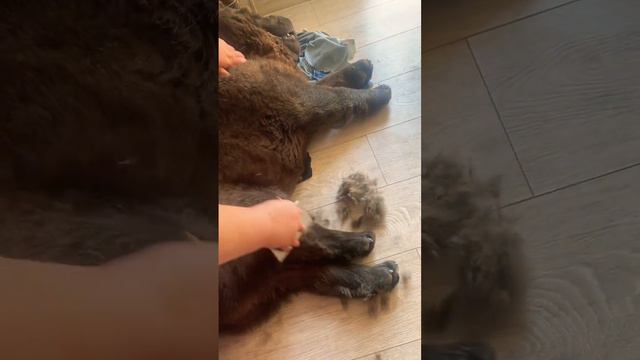 Линька Чау-чау #chowchowdog #чаучау #chowchow #щенок #собака #chowchowpuppies #chowchowlovers #dog смотреть онлайн