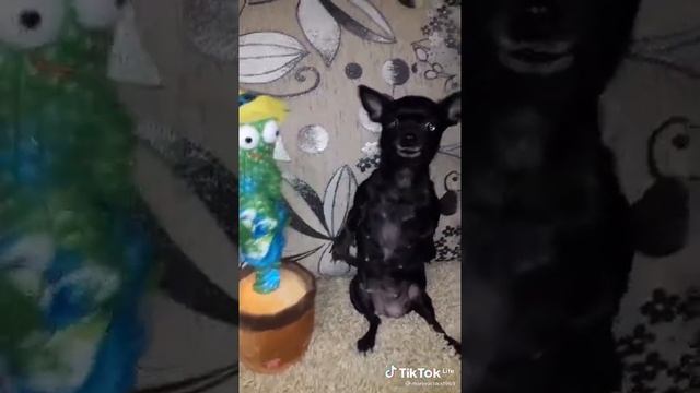 пёсик танцует с игрушечным кактусом #Shorts смотреть онлайн