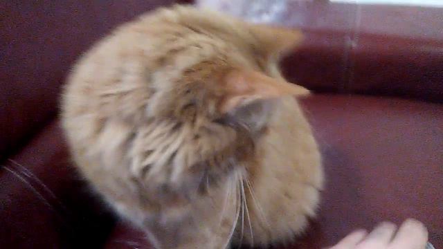 gatto ciccio da riporto смотреть онлайн