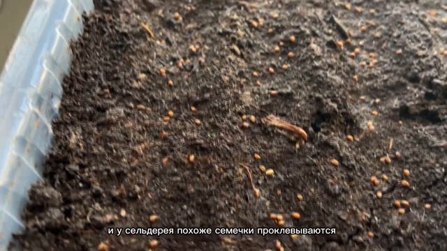 Дача в Германии. 31 выпуск. Дачные работы в феврале завершены. Что мы планируем на март? смотреть онлайн