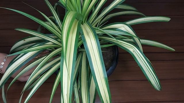 Vibrant colourful Pandanus Veitchii or Screw palm смотреть онлайн