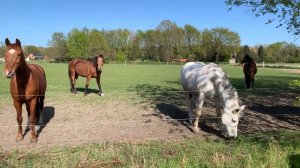 ВИДЕО ПРО ЛОШАДЕЙ ИНТЕРЕСНЫЕ ПОРОДЫ ЛОШАДЕЙ