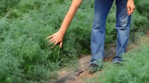 Укроп «Аллигатор» — отличный укроп на зелень