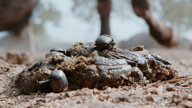 These Dung Beetles Won’t Let Buffalos Slow Them Down ? Dung Dynasty | Smithsonian Channel смотреть онлайн