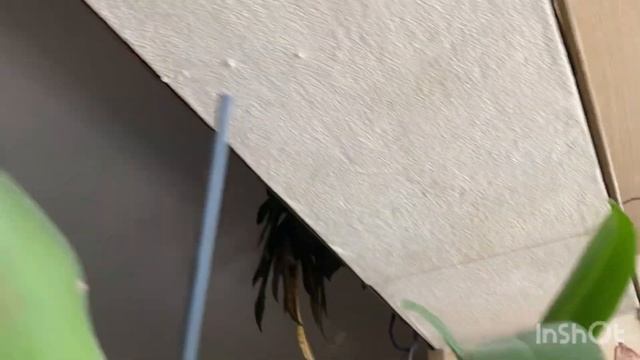 В гостях у Валюшки. Цветение орхидей 2 часть смотреть онлайн