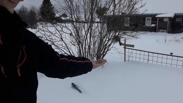 кормление синиц зимой смотреть онлайн