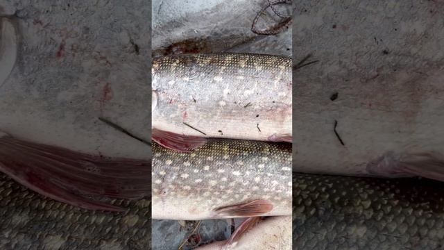 Повадки щуки смотреть онлайн