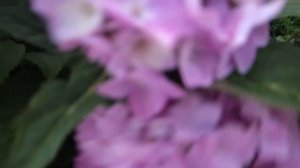 Гортензия Бесконечное лето  ориджинал