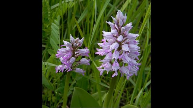 День заповедников и национальных парков России смотреть онлайн