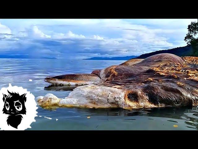 5 ТАИНСТВЕННЫХ СУЩЕСТВ СНЯТЫХ НА КАМЕРУ [Черный кот] смотреть онлайн