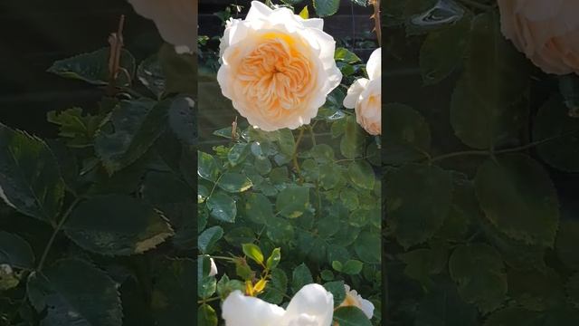 Розы Дэвида Остина. смотреть онлайн