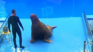 Морж Миша Приморский океанариум