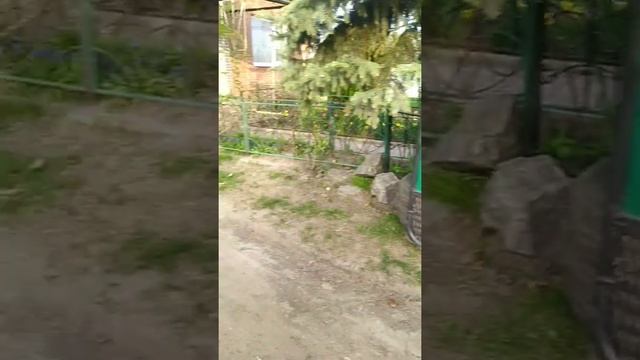 Газон за 14 дней Райграс смотреть онлайн