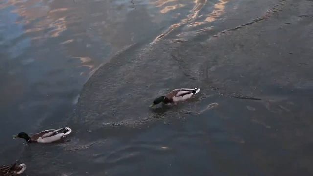 Бобры в парке "Покровское-Стрешнево". г. Москва. Весна 2020 смотреть онлайн