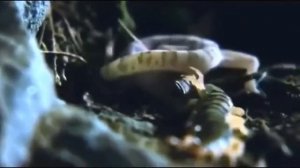 ТАРАНТУЛ В ДЕЛЕ! На что способен ТАРАНТУЛ против скорпиона, сколопендры и даже змеи!