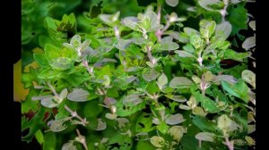 Майоран (майран, майорин, розмайран, душица садовая, колбасная трава, ворстирохи) Пряность