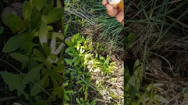 CESTA MULTIESPECIES!! BELLEZA MICOLOGICA. смотреть онлайн