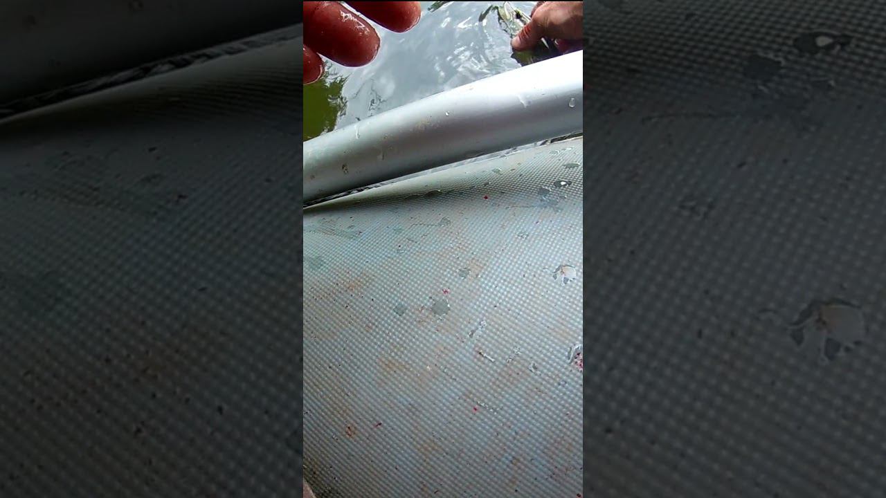 А вы выпускаете такую рыбу? #shorts смотреть онлайн