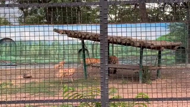 День тигра в Одесском зоопарке 3.08.2019 смотреть онлайн