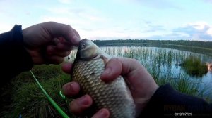 Ловля КРУПНОГО карася в густой траве. Рыбалка в июле на поплавок и Мах