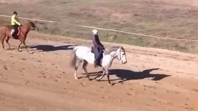 Рысь под седлом, дистанция 1600 м, Поповский ипподром, 31.10.2015, Приветствие смотреть онлайн