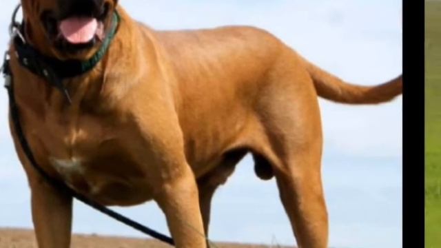 Какое твое тотемное животное(По именам)