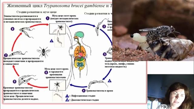 Жизненный цикл трипаносомы. Сонная болезнь. Переносчик муха Цеце. Трипаносомоз. смотреть онлайн