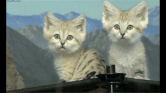 Новый проект БАРХАННЫЙ КОТ смотреть онлайн