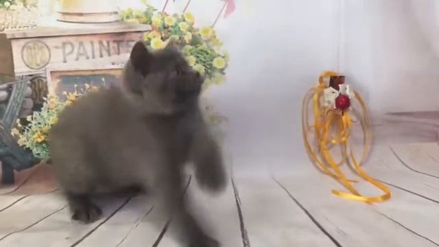 Британская кошечка. Продажа британских котят. Питомник Арлетта Бритиш смотреть онлайн