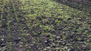 ПОСЕВ БАЗИЛИКА В ОТКРЫТЫЙ ГРУНТ В МАЕ.