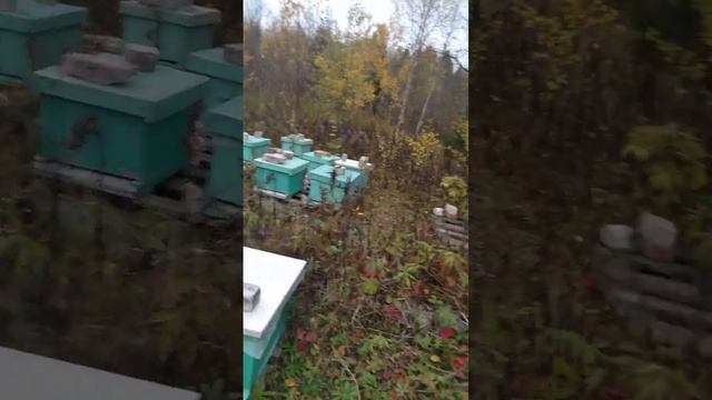 как сидят пчелы в улье перед зимой смотреть онлайн