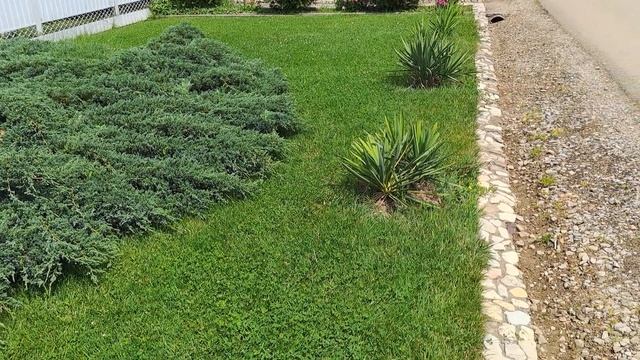 Растительный мир Кубани ! Можжевельник казацкий !!! смотреть онлайн