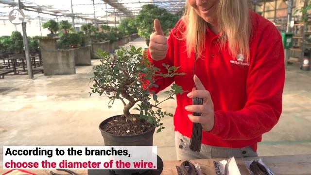 Mistral Bonsai - Wiring a Pistacia смотреть онлайн