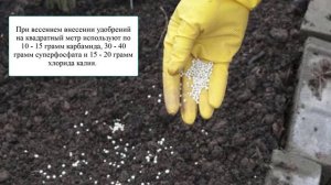 Как сажать редьку в открытый грунт семенами