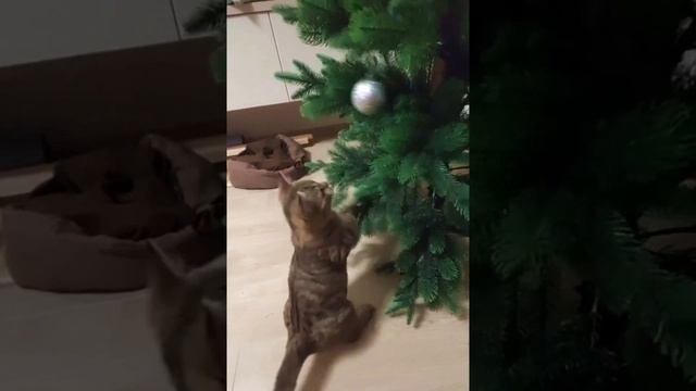 Кот играет с новогодней игрушкой. смотреть онлайн