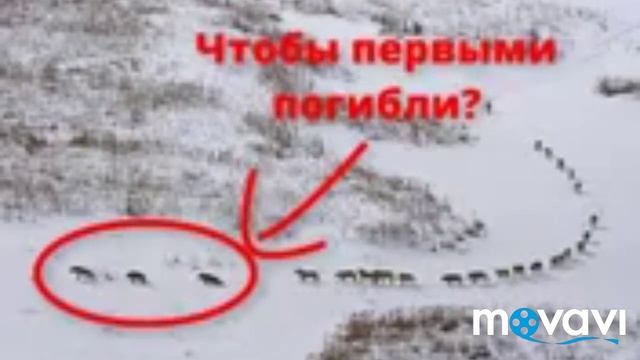 Почему на гербе Чечни волк. смотреть онлайн