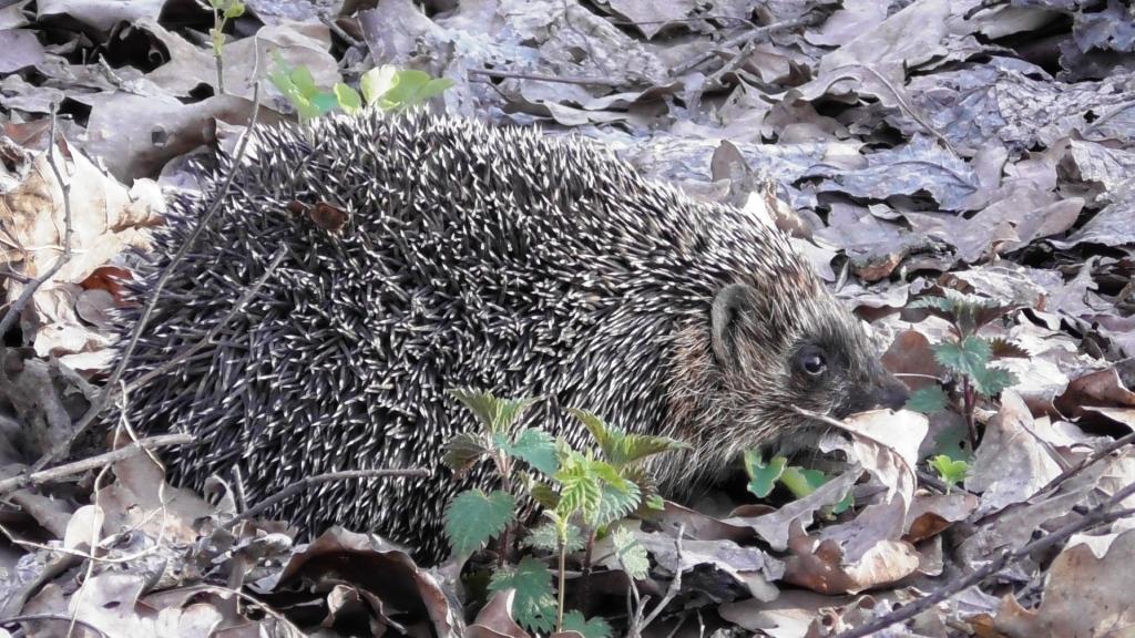 Ёж в поисках еды ( Erinaceus europaeus ) смотреть онлайн