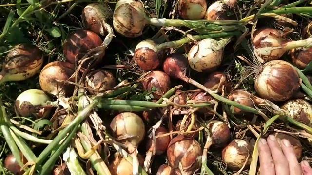 Лук из семян за один сезон. Новый для меня лук КЭНДИ. смотреть онлайн