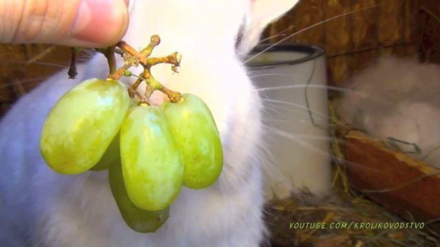 Большой белый кролик гигант кушает виноград смотреть онлайн
