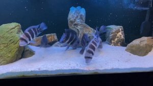 Кормление Фронтоза Бурунди 17.01.2022 г.