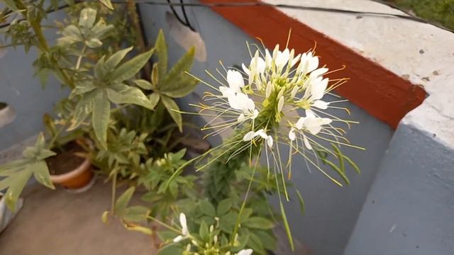 White Spider Flowers / Spiny Spider Flowers / Cleome Spinosa