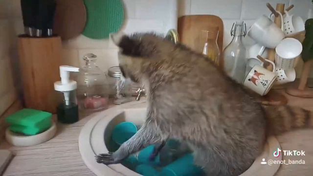 🦝🐾Енот-полоскун прибирается на кухне / моет посуду 🦝🐾 смотреть онлайн