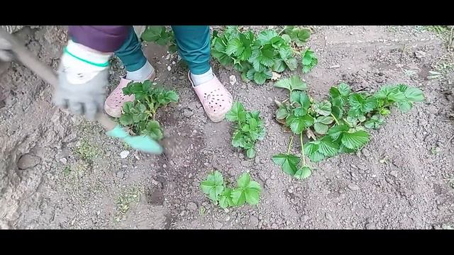 вкусный завтрак и обед/лучшая мама помогает/рассадка клубники/подготовка к тяжёлому дню смотреть онлайн