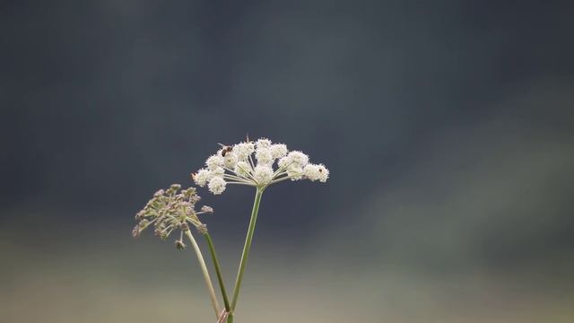 canon 5d mk2 + MTO 1000 mm смотреть онлайн