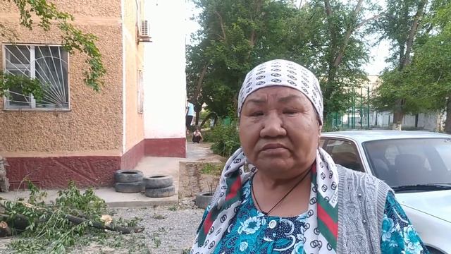 Кто виноват в вырубке деревьев в Кентау? смотреть онлайн