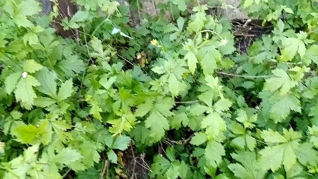 Гравилат городской. Диарея, дизентерия. Мужская трава.