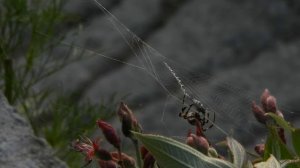 Что Будет Если Убить Паука В Доме. О Чем Предупреждают Старорусские Приметы.