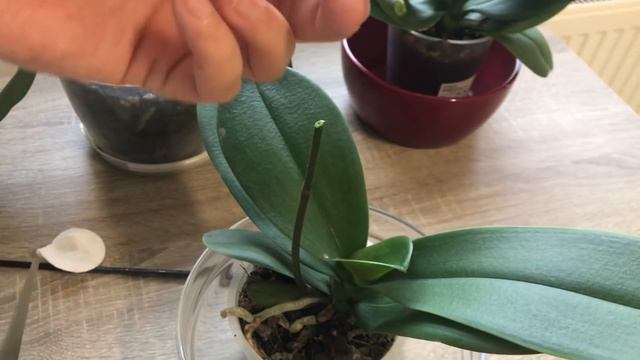 Orkide coşturan karışım / Orkide bakımı/ Orkide Nasıl sulanır/ Orkide nasıl budanır/ Keiki/ Orchids смотреть онлайн